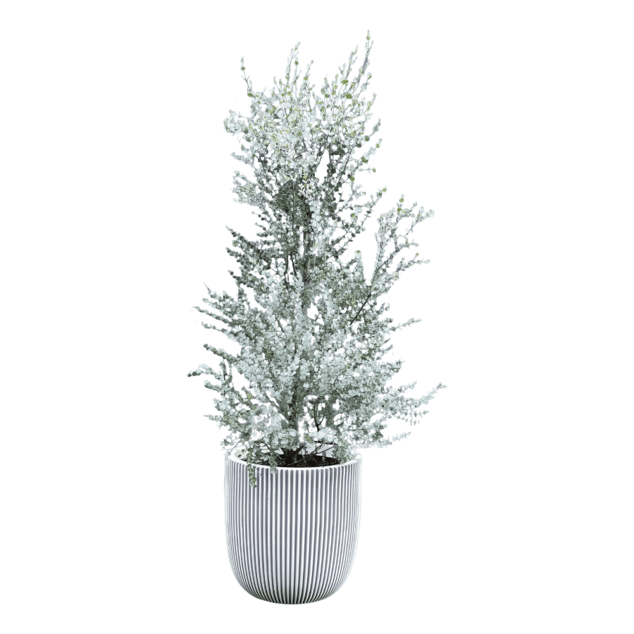 Eukalyptus